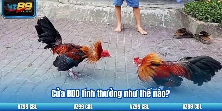 Khám Phá Tỷ Lệ Cược Đá Gà Uy Tín Nhất Tại VZ99 Cửa BDD tính thưởng như thế nào?