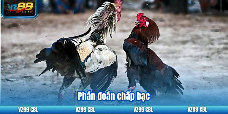 Khám Phá Tỷ Lệ Cược Đá Gà Uy Tín Nhất Tại VZ99 Phán đoán chấp bạc